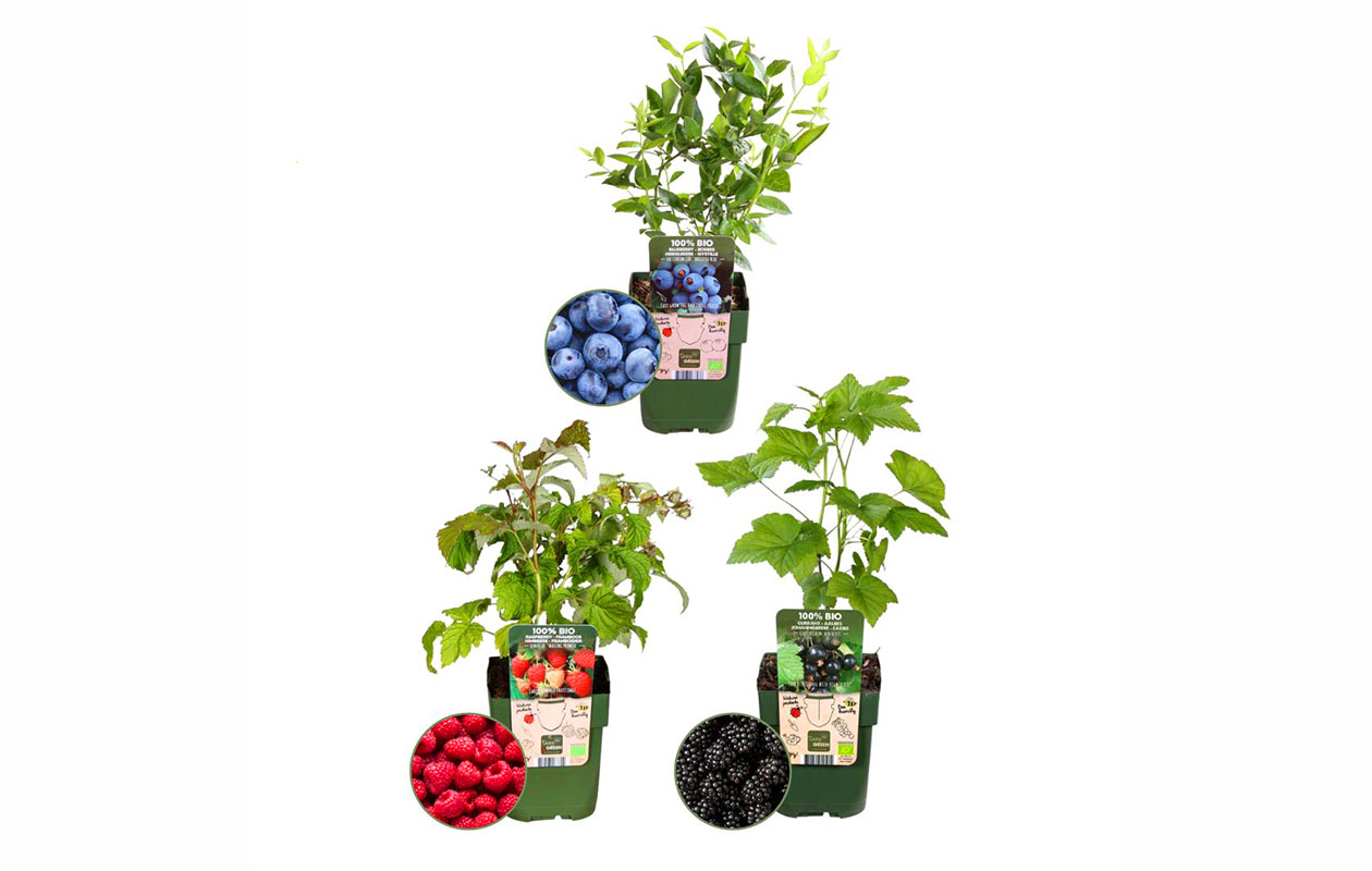 Set van 3 Biologische fruitplanten "Vruchtenparty"