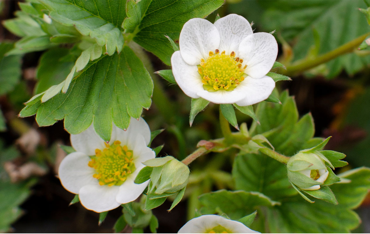 Biologische aardbeien hangpot - Fragaria Ostara