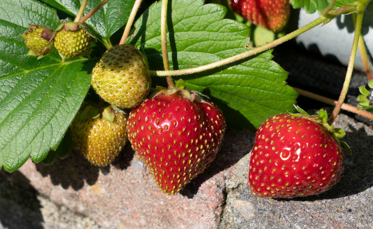 Biologische aardbeien hangpot - Fragaria Ostara