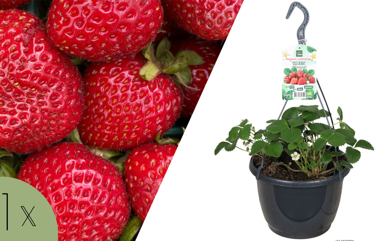 Biologische aardbeien hangpot - Fragaria Ostara