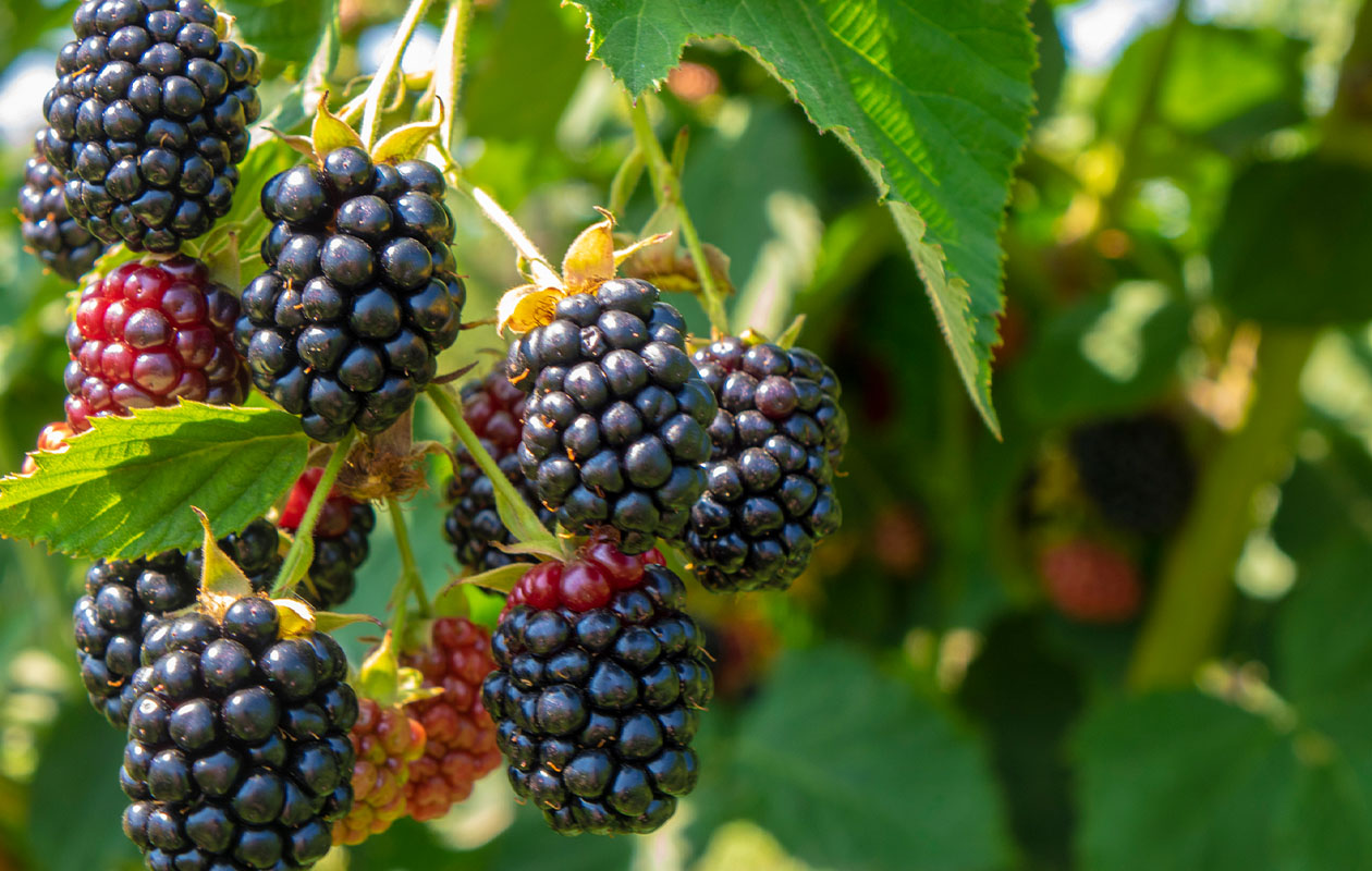 Biologische fruitplanten 3 stuks