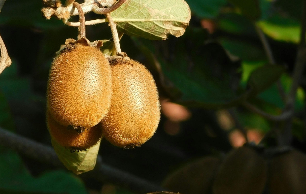 Biologische fruitplanten 3 stuks