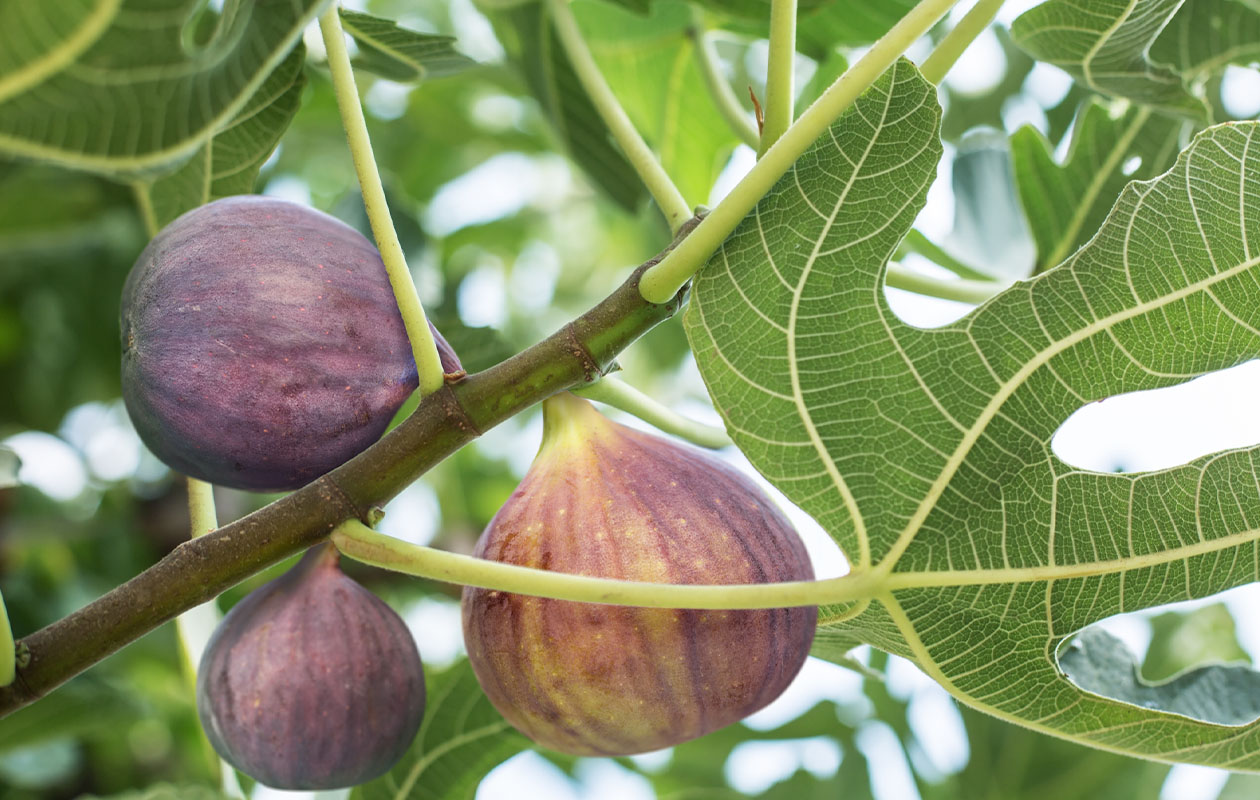 Biologische fruitplanten 3 stuks