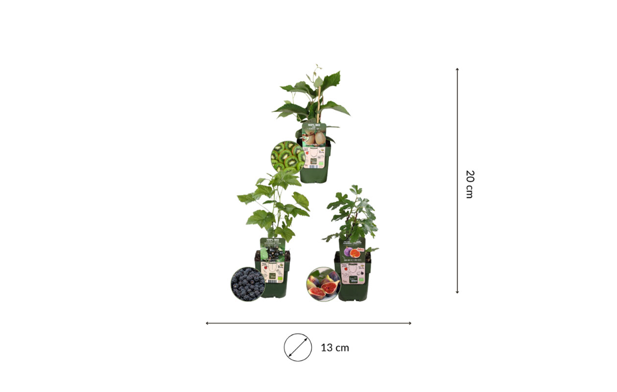 Biologische fruitplanten 3 stuks