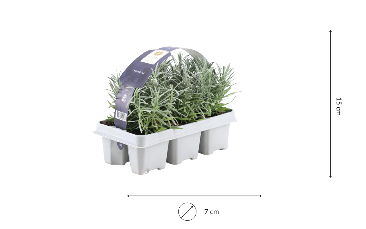 Blauwe lavendel - 12 stuks (NatureNest)