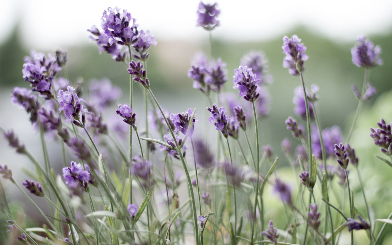 Blauwe lavendel - 12 stuks (NatureNest)