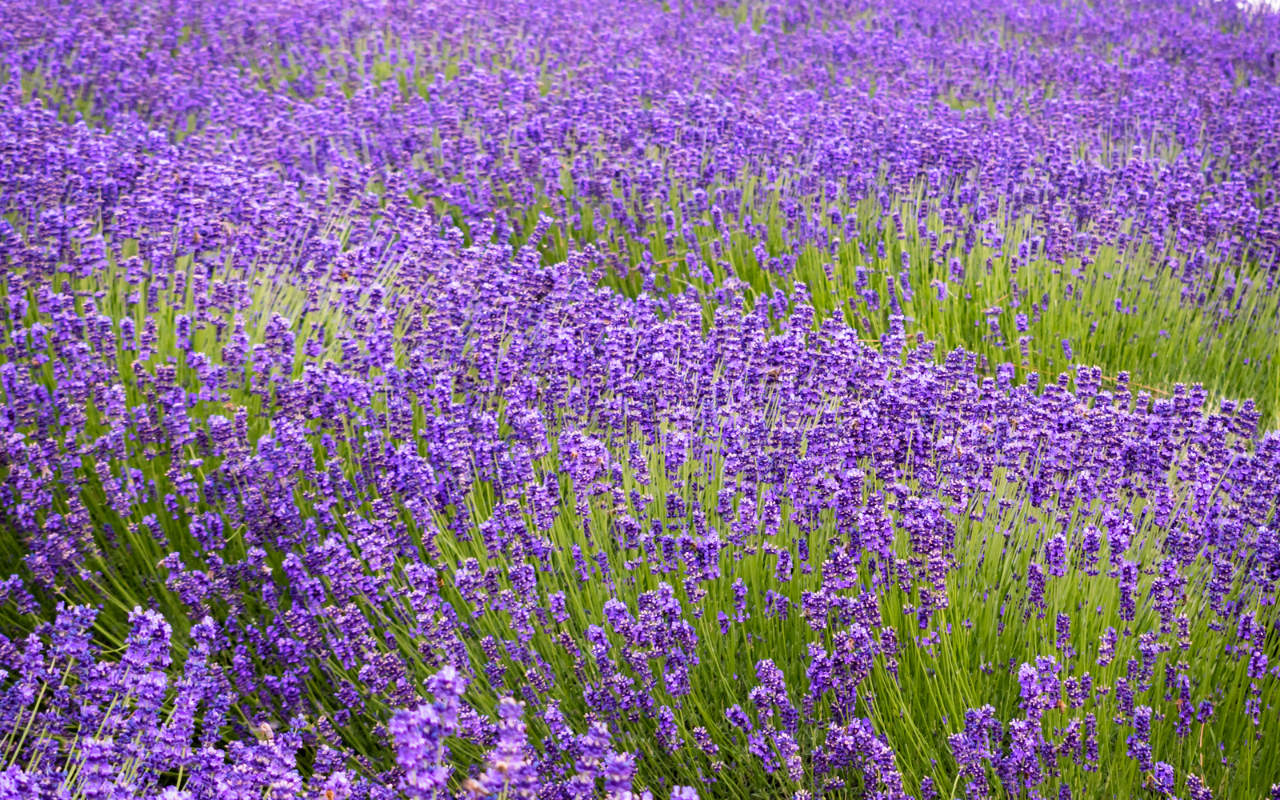 Blauwe lavendel - 12 stuks (NatureNest)