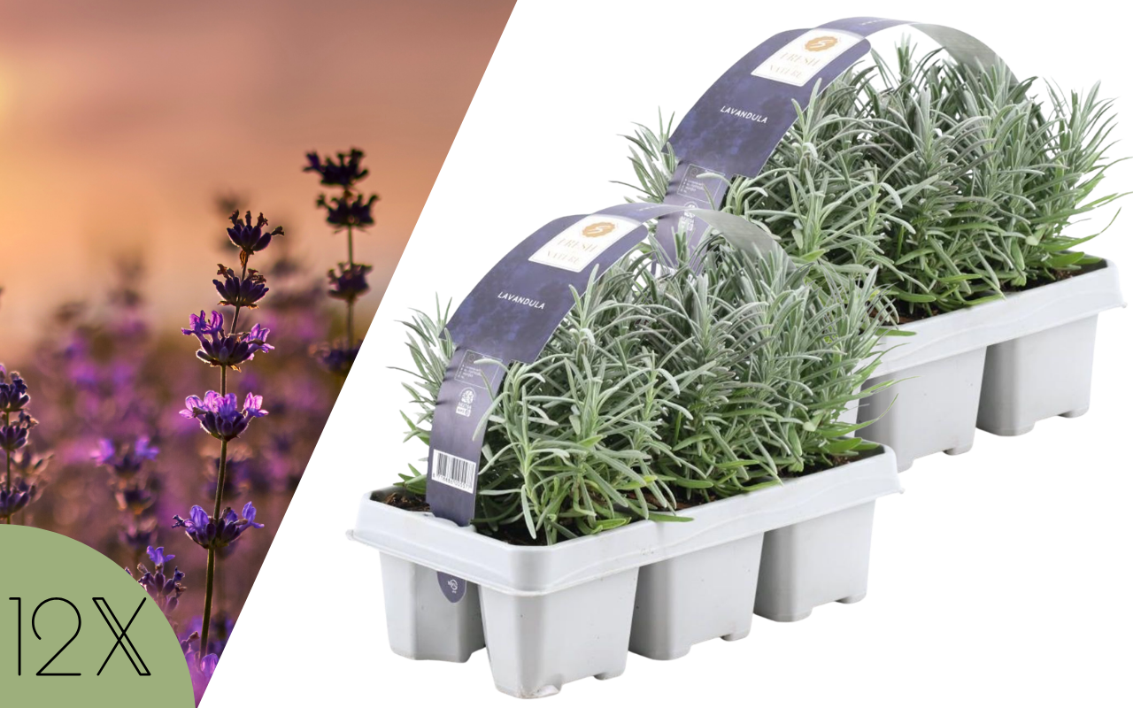 Blauwe lavendel - 12 stuks (NatureNest)