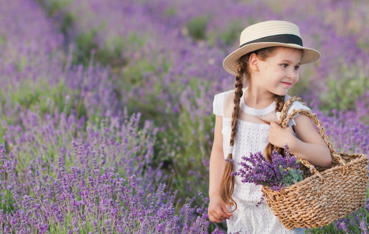 Set van 6 Blauwe lavendelplanten