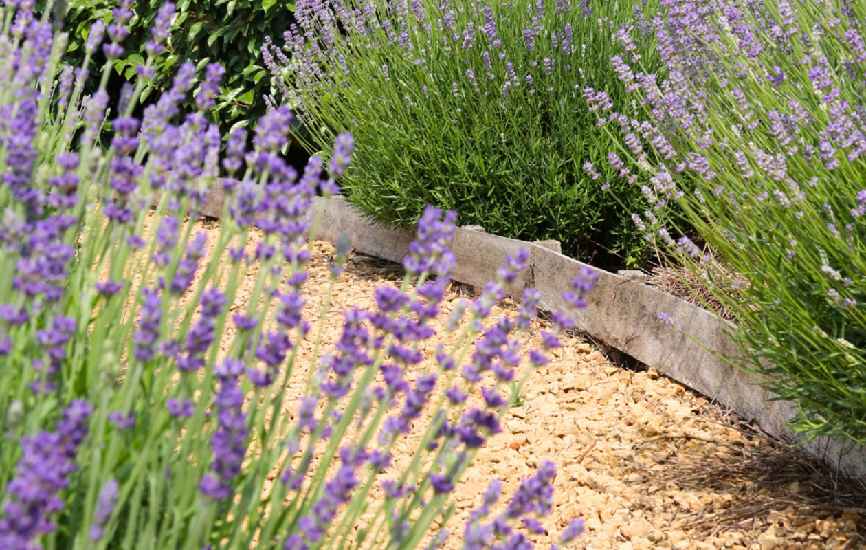 Set van 6 Blauwe lavendelplanten