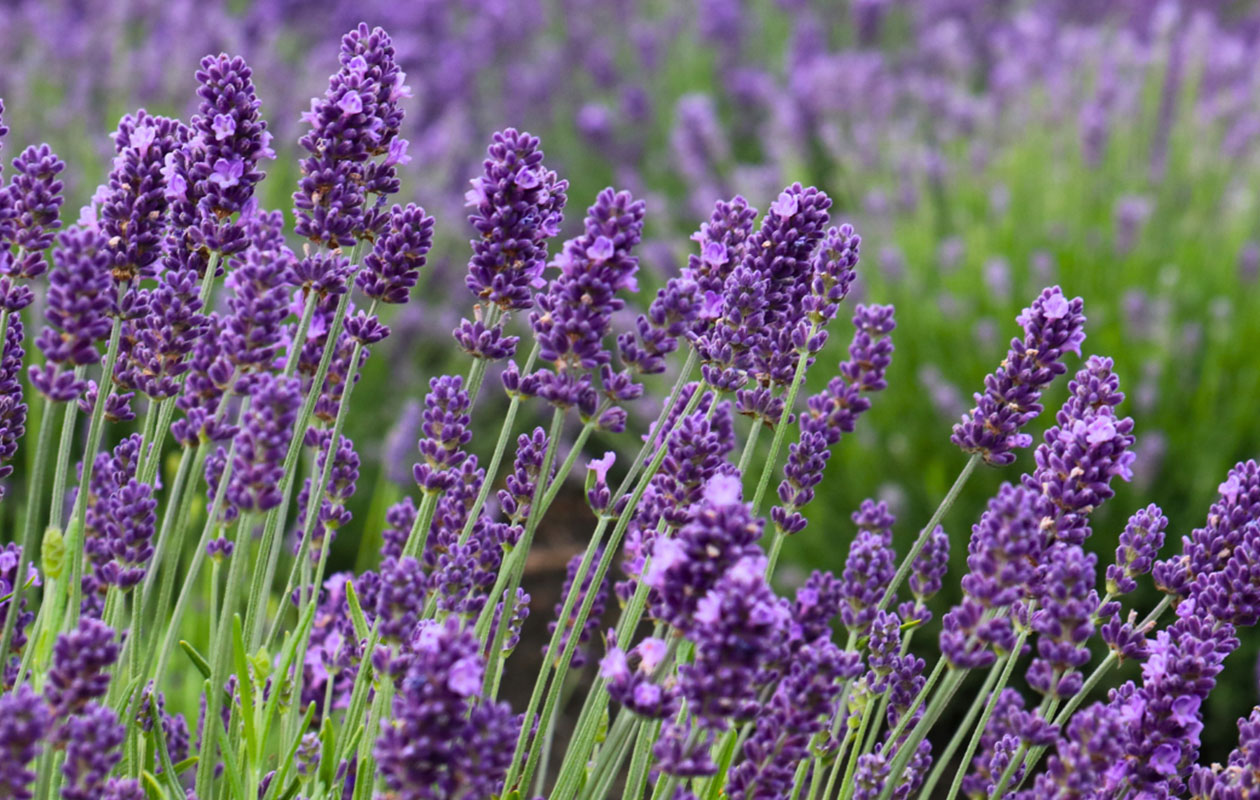 Set van 6 Blauwe lavendelplanten