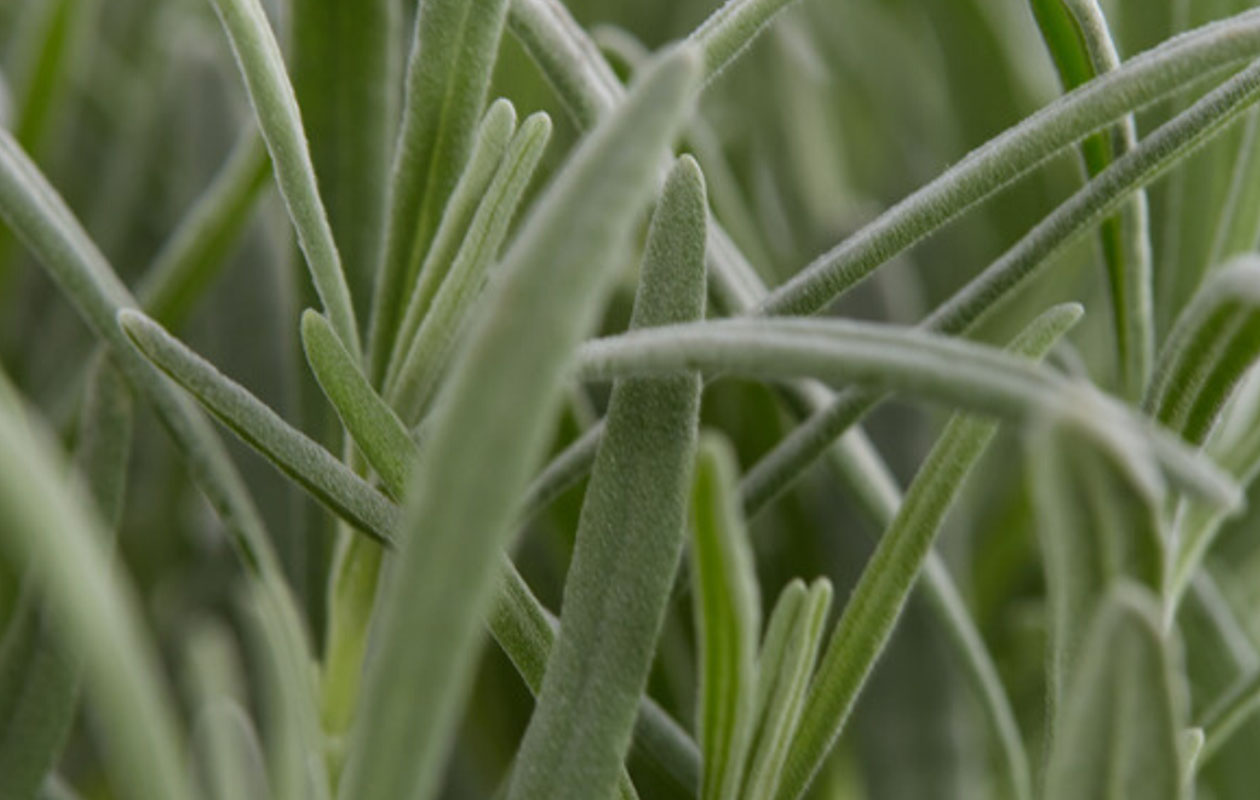 Set van 6 Blauwe lavendelplanten