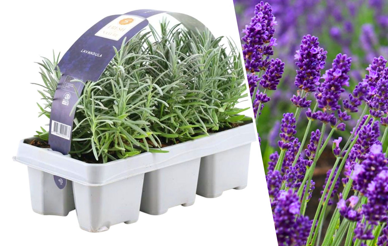 Set van 6 Blauwe lavendelplanten