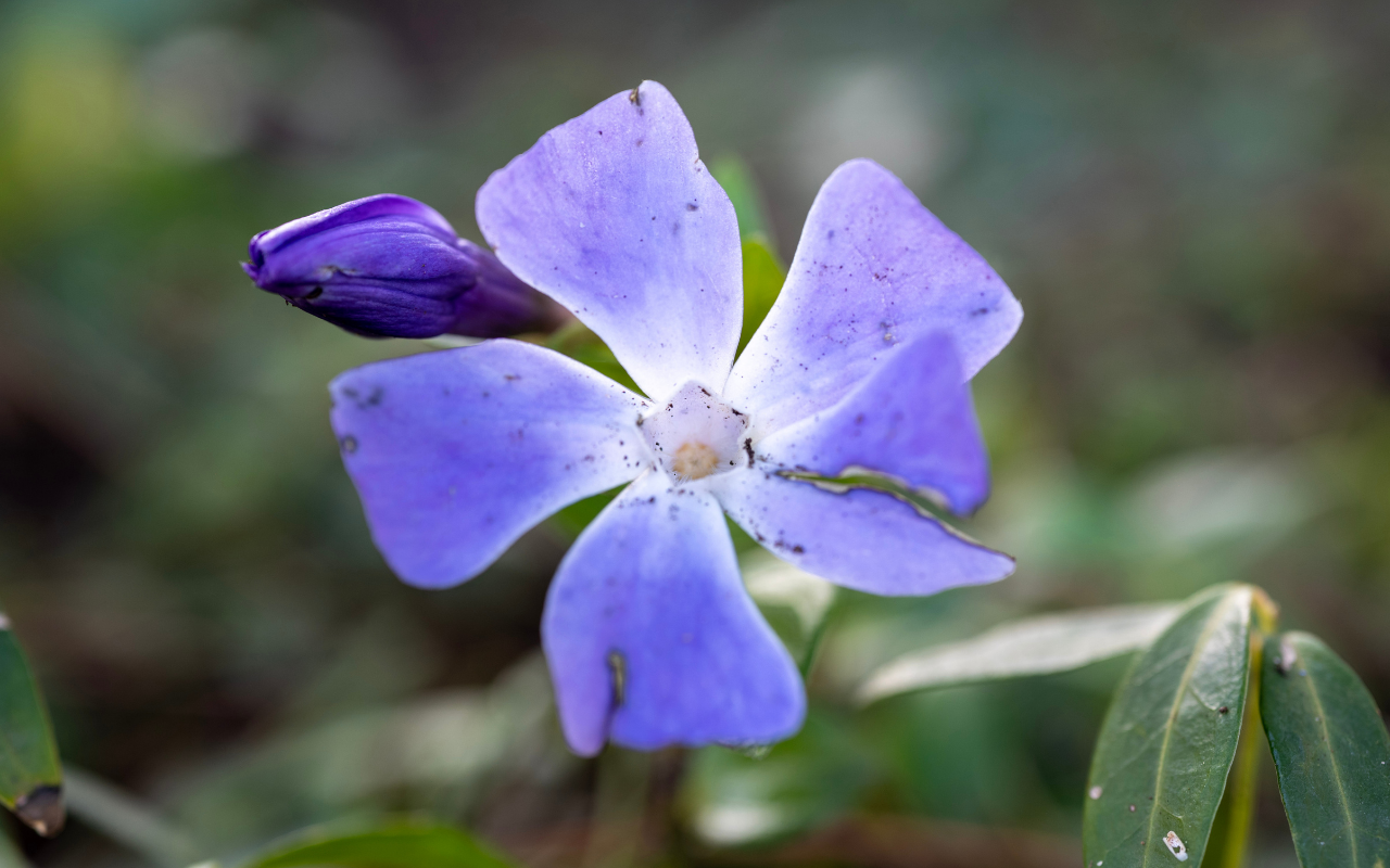 Blauwe maagdenpalm - 3 stuks