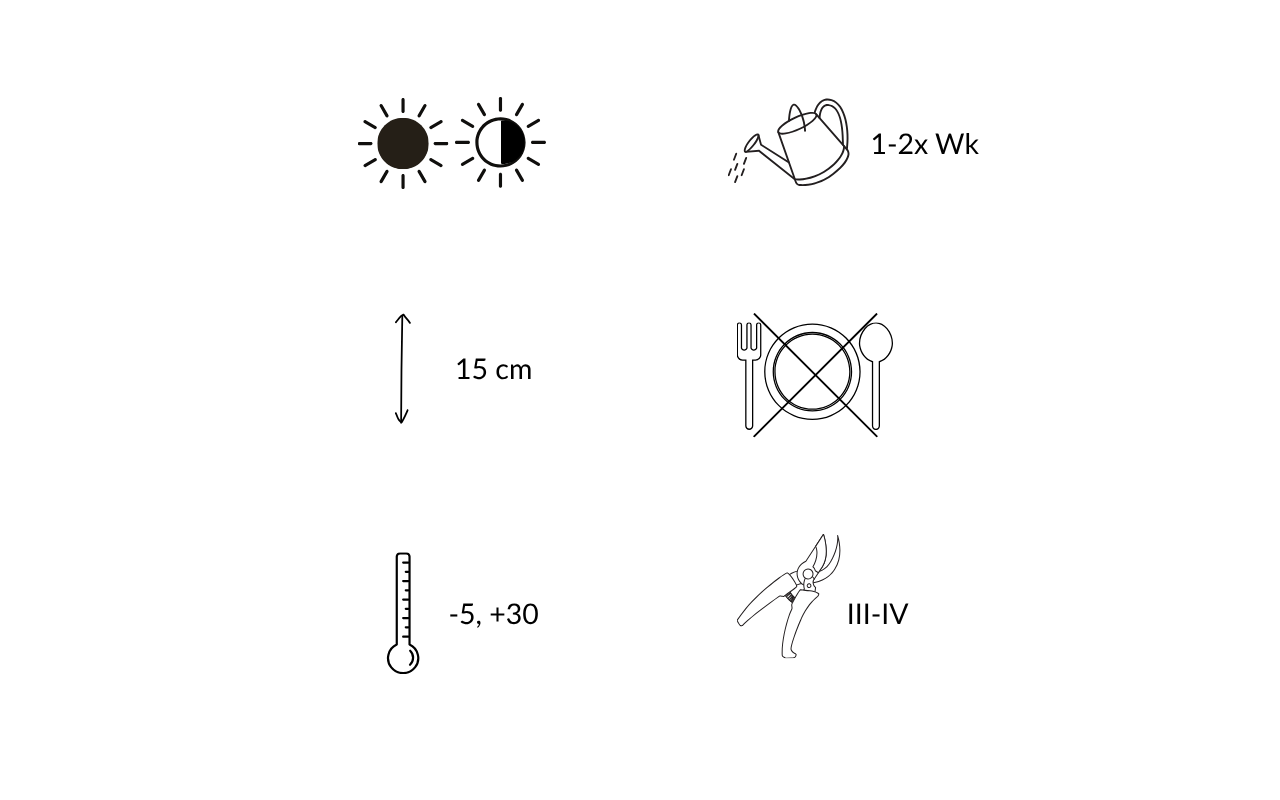 Blauwe maagdenpalm - 3 stuks