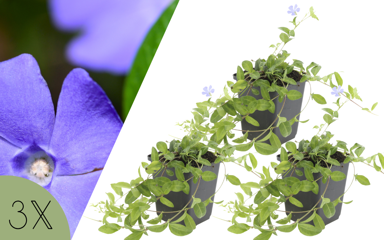 Blauwe maagdenpalm - 3 stuks