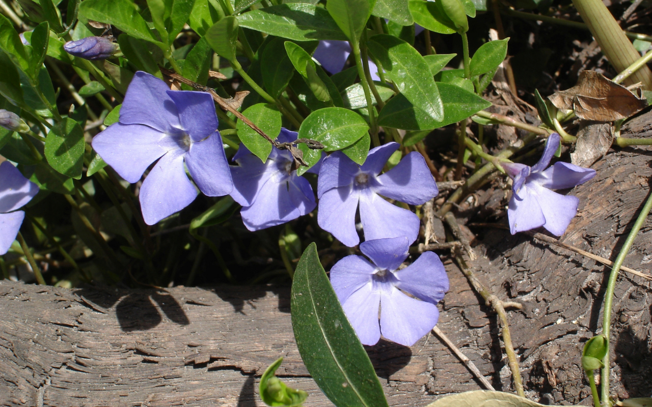 Blauwe maagdenpalm - 3 stuks