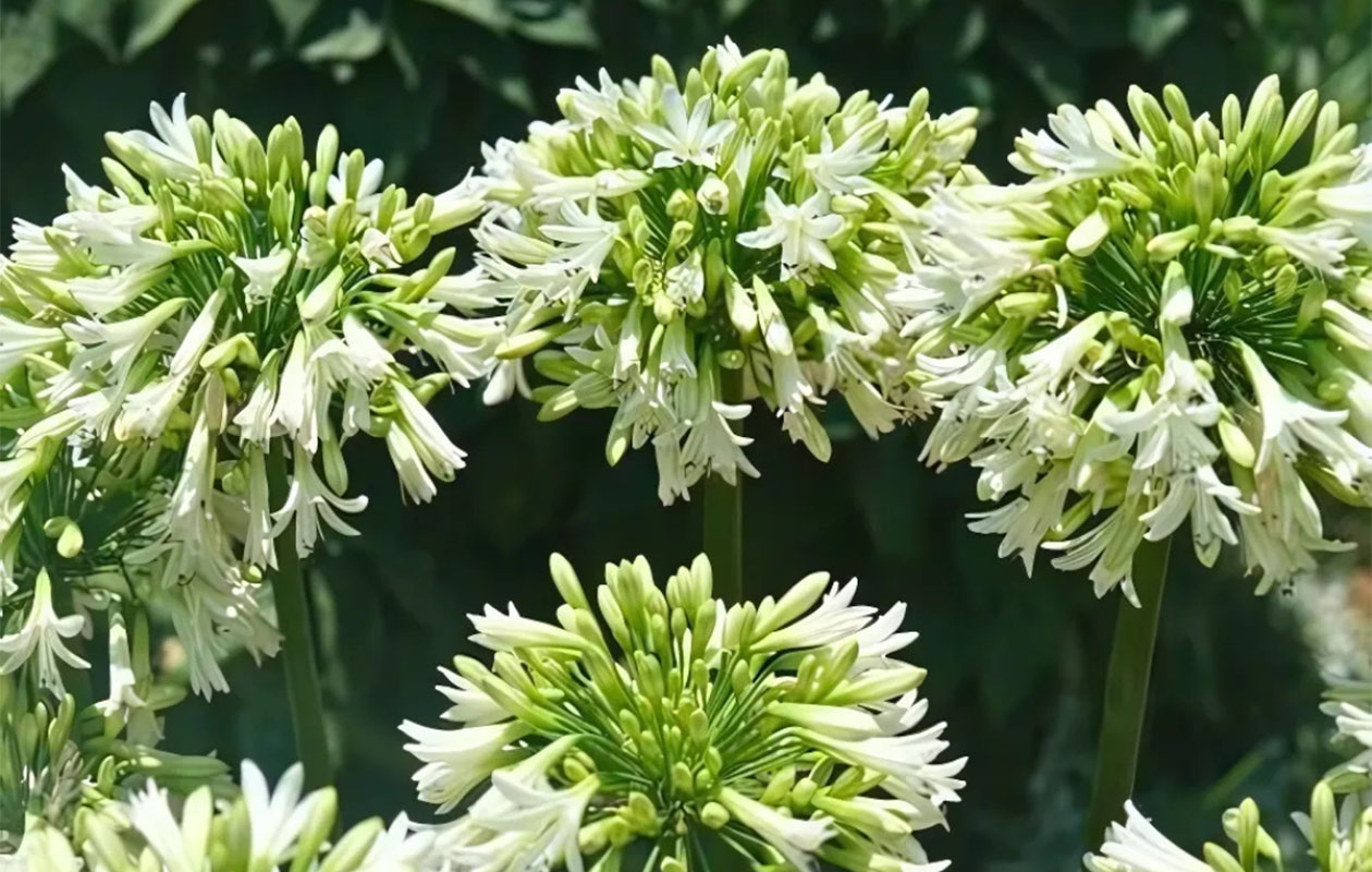 Bloeiende witte Afrikaanse Lelie XL - Terras Topper