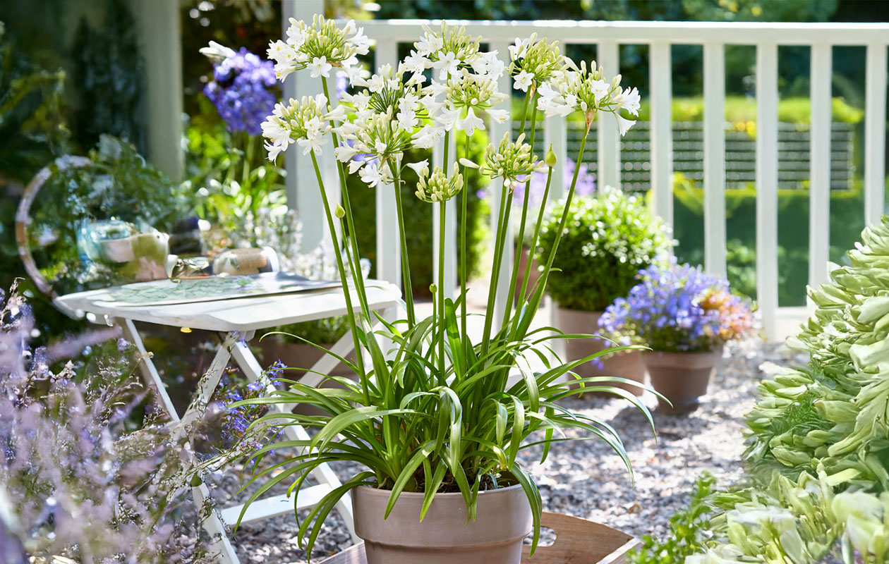 Bloeiende witte Afrikaanse Lelie XL - Terras Topper