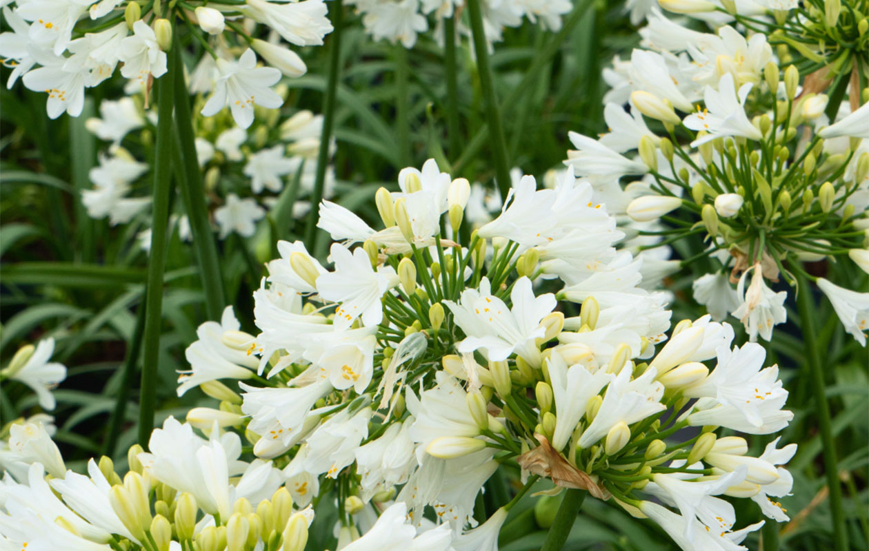 Bloeiende witte Afrikaanse Lelie XL - Terras Topper