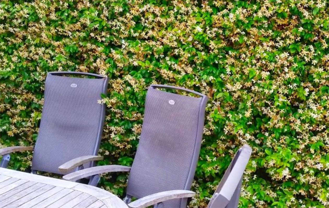 Bloeiende gele Toscaanse jasmijn - Terras topper