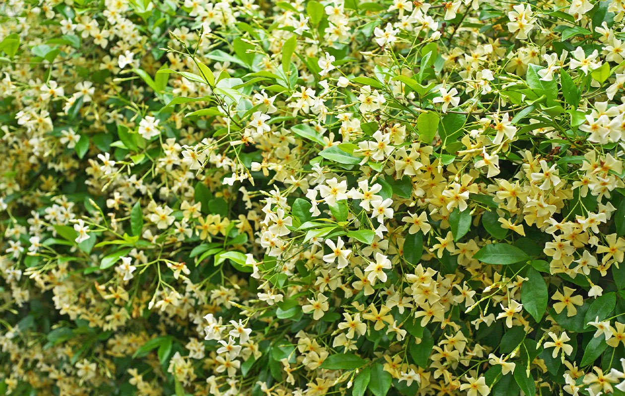 Bloeiende gele Toscaanse jasmijn - Terras topper