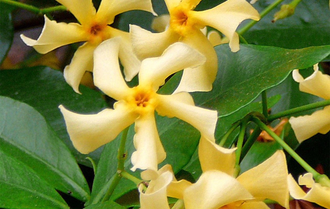 Bloeiende gele Toscaanse jasmijn - Terras topper