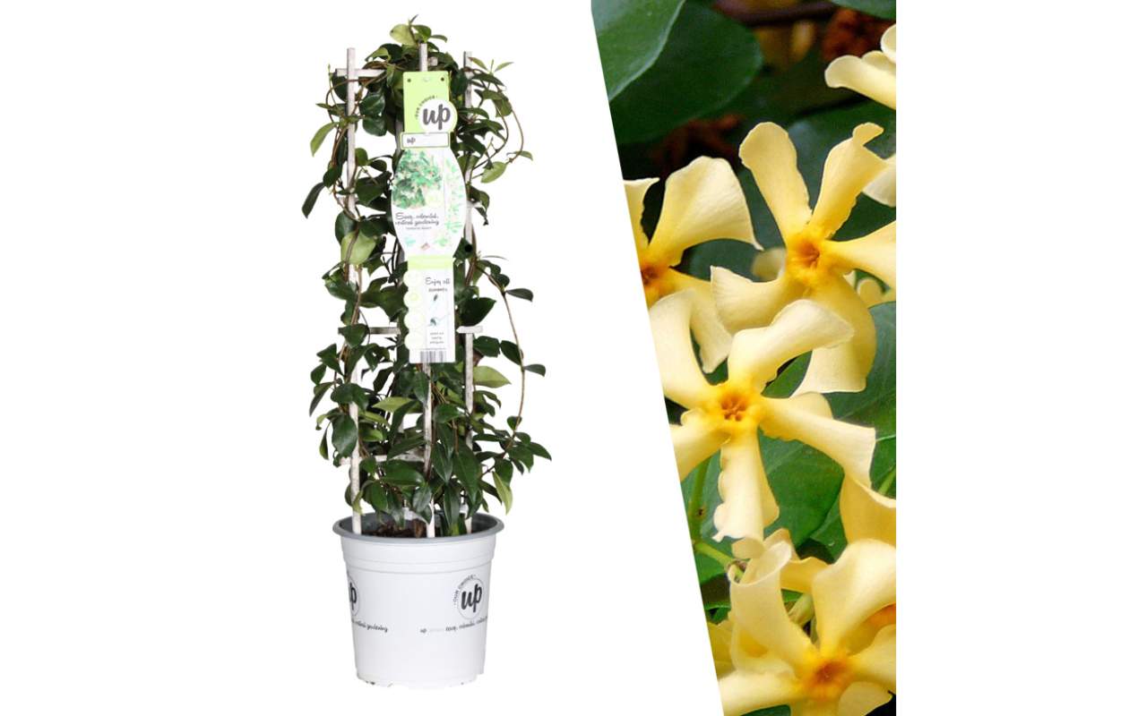 Bloeiende gele Toscaanse jasmijn - Terras topper