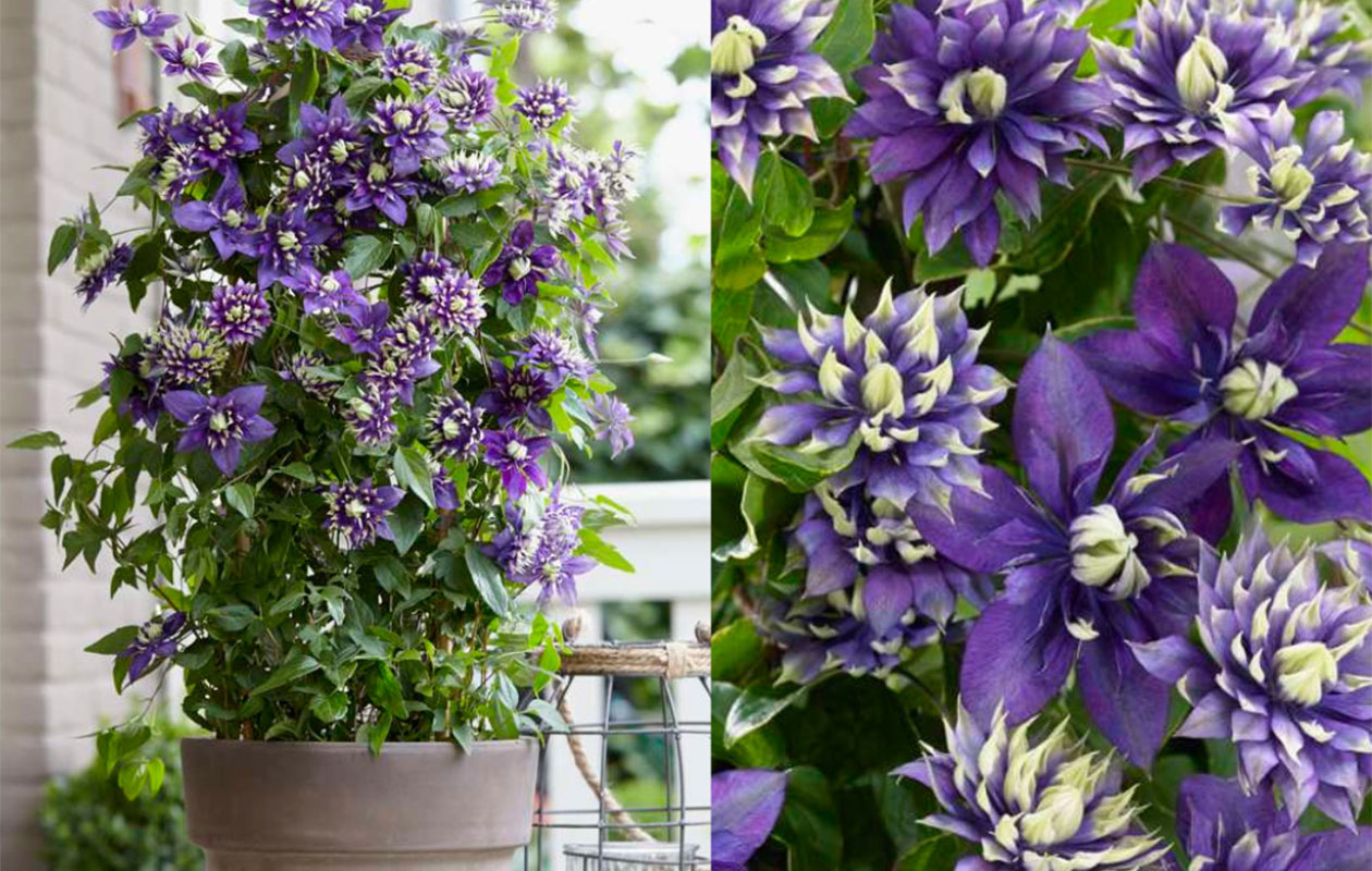 Bloeiende Klimplant XL - Terras Topper