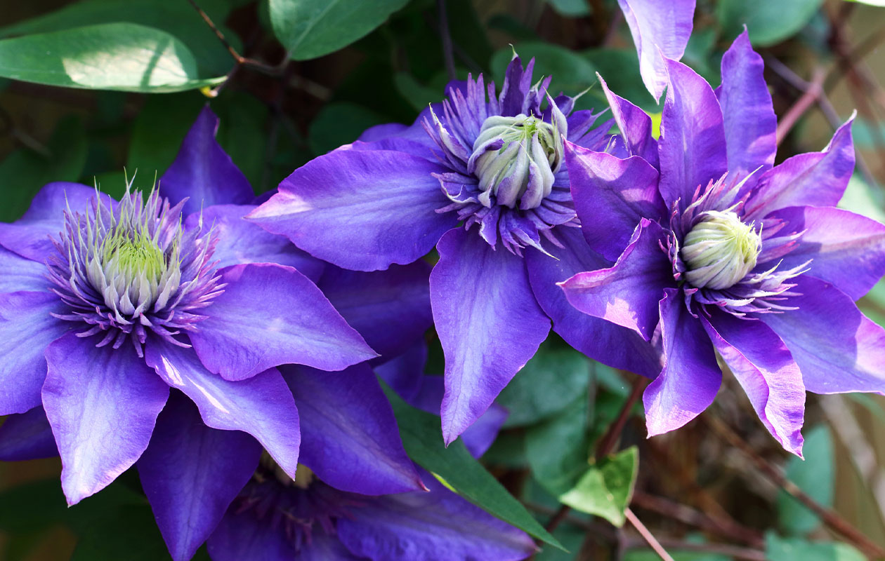 Bloeiende Klimplant XL - Terras Topper