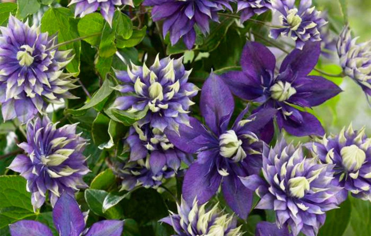 Bloeiende Klimplant XL - Terras Topper