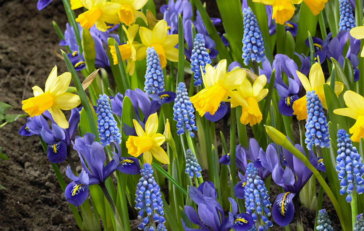 Haal kleur in je tuin met deze bloembollenmix