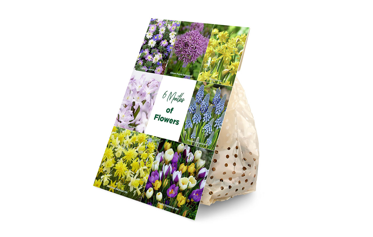 Haal kleur in je tuin met deze bloembollenmix