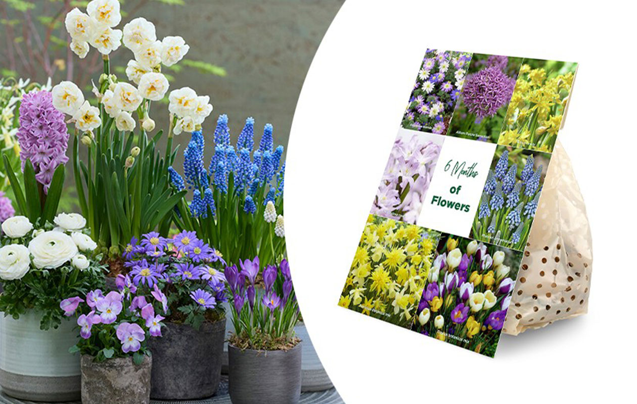 Haal kleur in je tuin met deze bloembollenmix