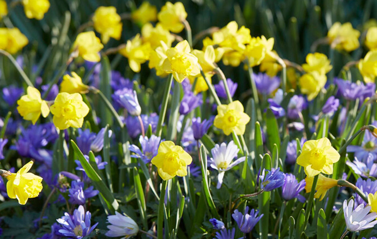 Haal kleur in je tuin met deze bloembollenmix