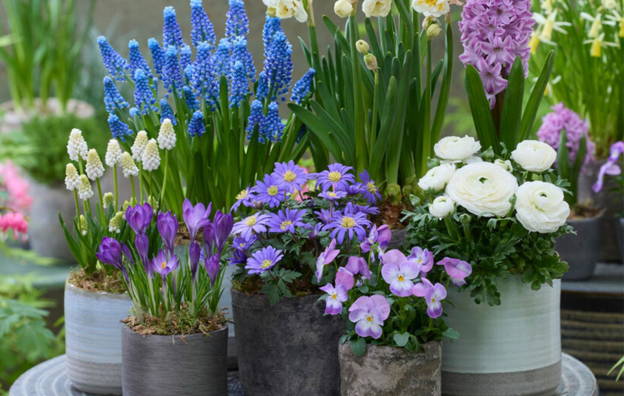 Haal kleur in je tuin met deze bloembollenmix