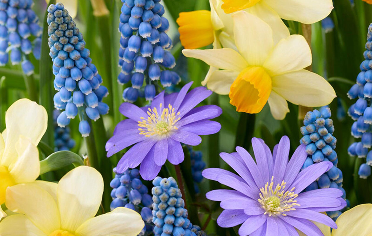 Haal kleur in je tuin met deze bloembollenmix