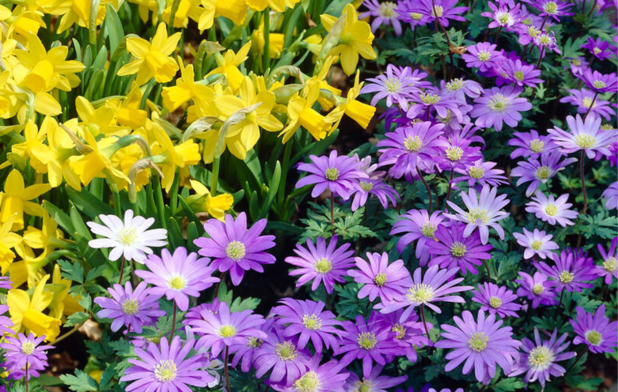 Haal kleur in je tuin met deze bloembollenmix