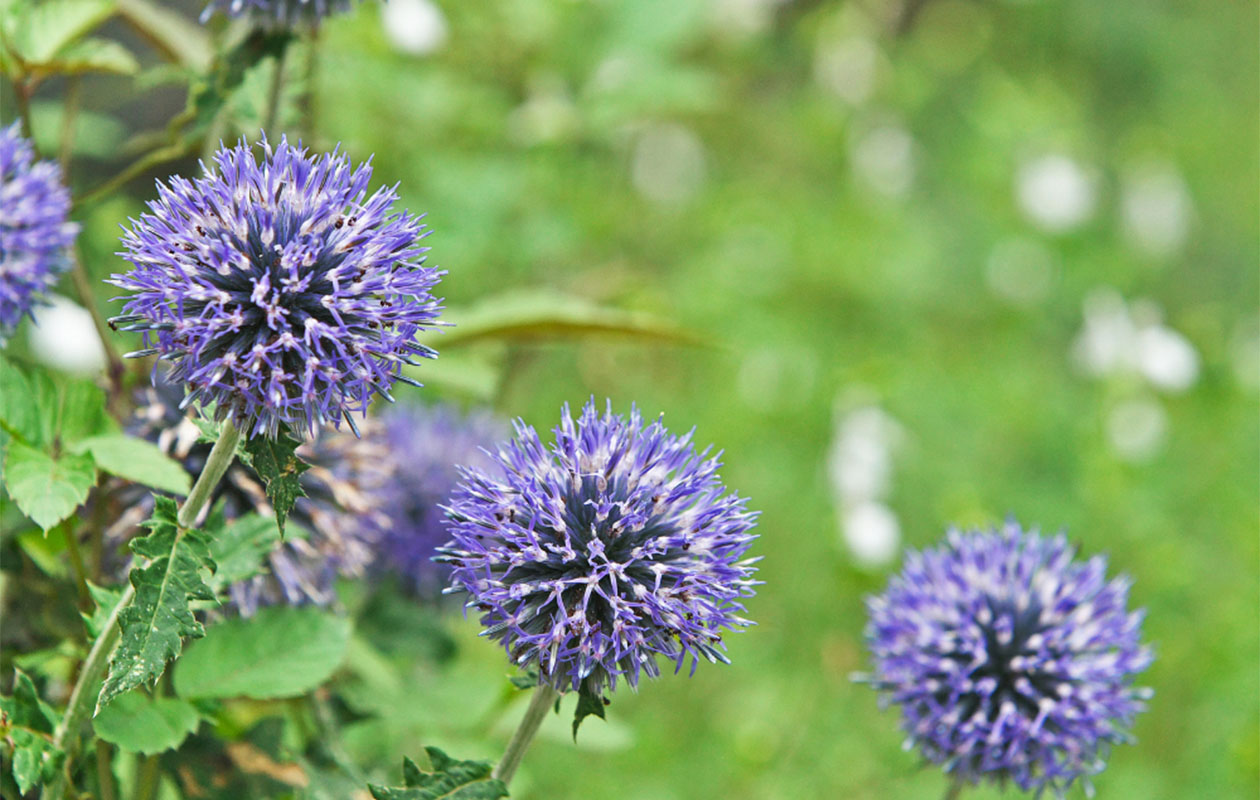 Borderpakket Isa – Kleurrijke mix van vaste borderplanten