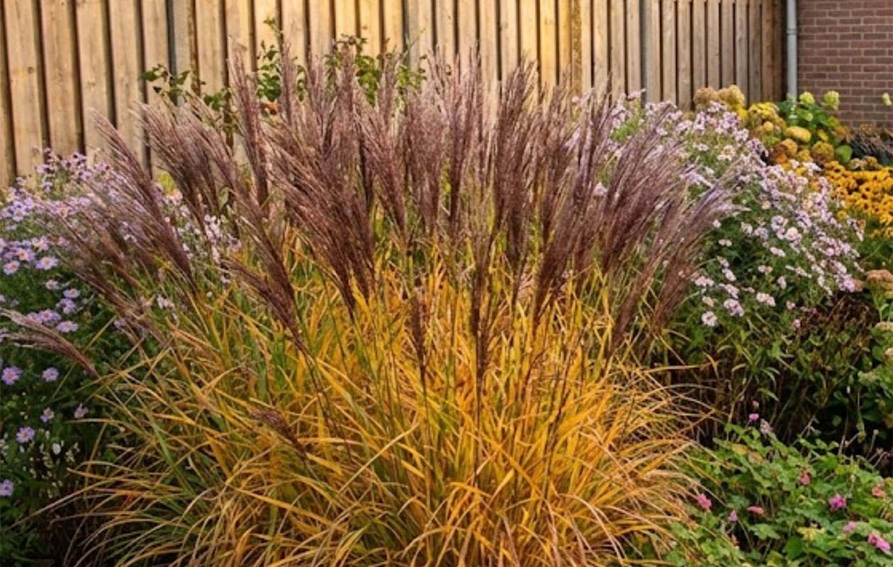 Borderpakket Isa – Kleurrijke mix van vaste borderplanten