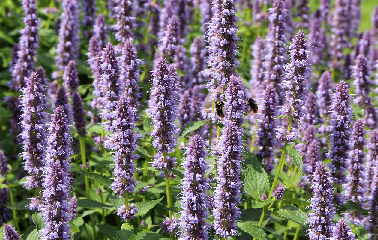 Borderpakket Isa – Kleurrijke mix van vaste borderplanten