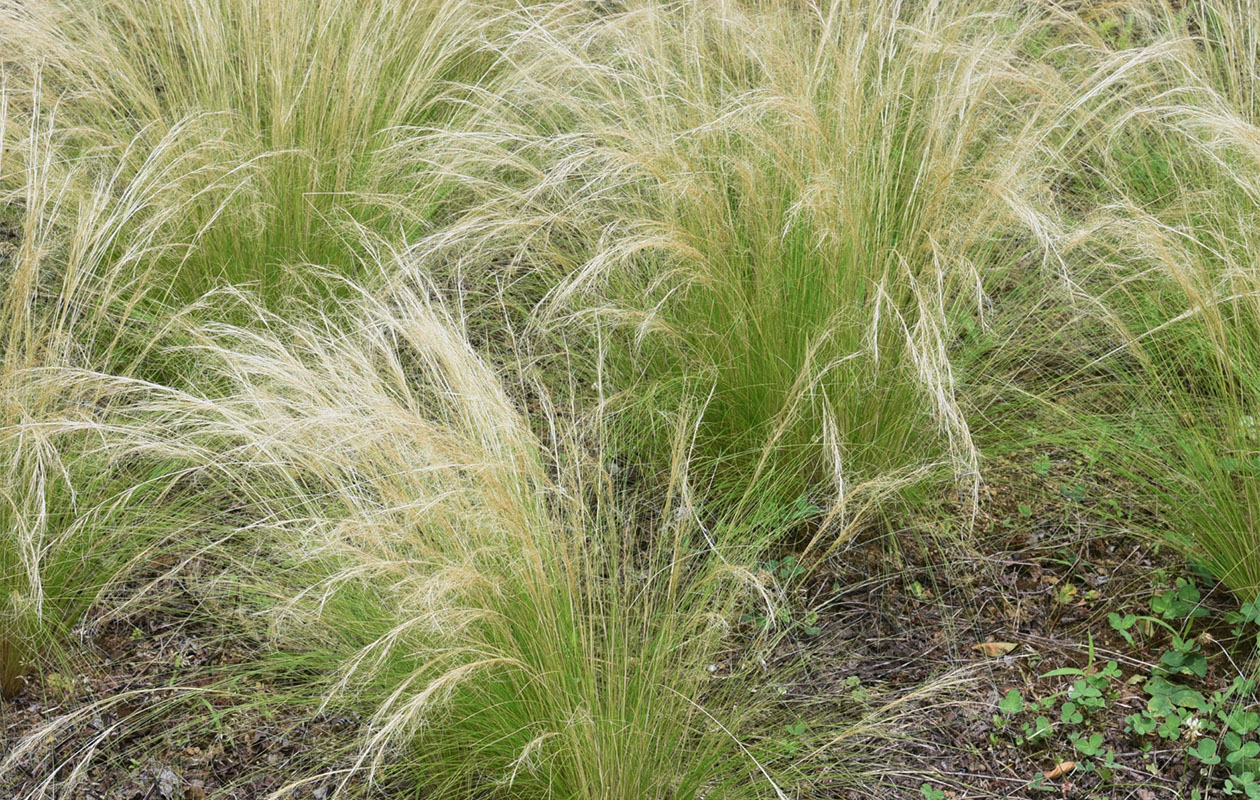 Borderpakket Isa – Kleurrijke mix van vaste borderplanten