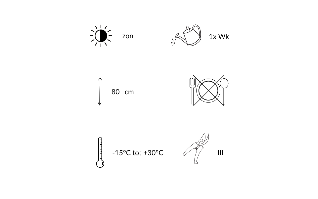 Borderpakket Zoë – 12 planten (NatureNest)