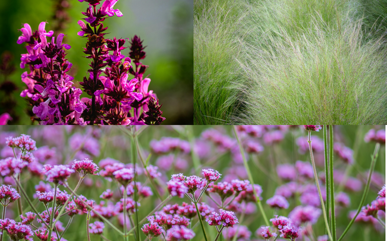 Borderpakket Zoë – 12 planten (NatureNest)