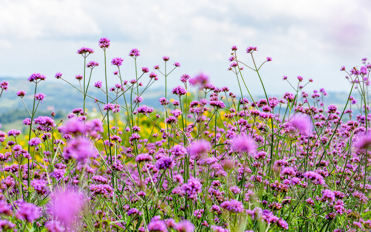 Borderpakket Zoë – 12 planten (NatureNest)