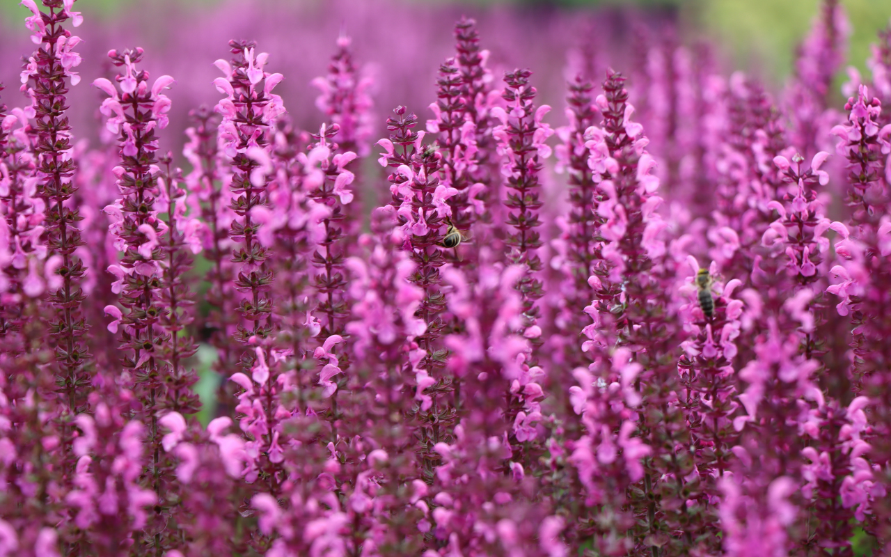 Borderpakket Zoë – 12 planten (NatureNest)