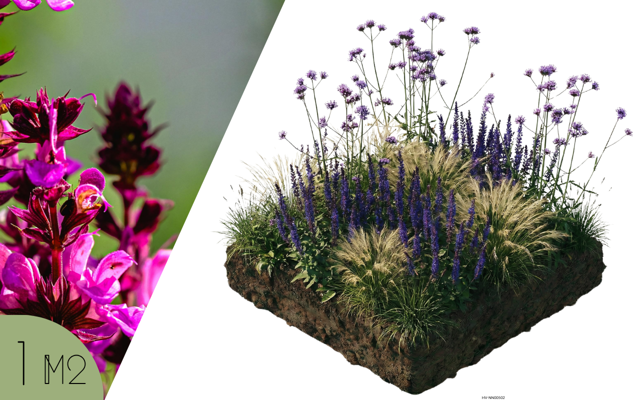 Borderpakket Zoë – 12 planten (NatureNest)