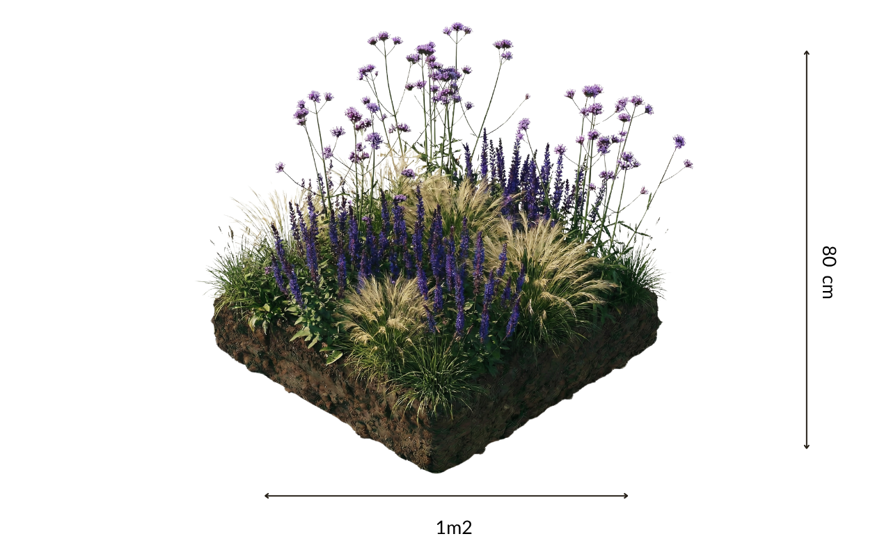 Borderpakket Zoë – 12 planten (NatureNest)