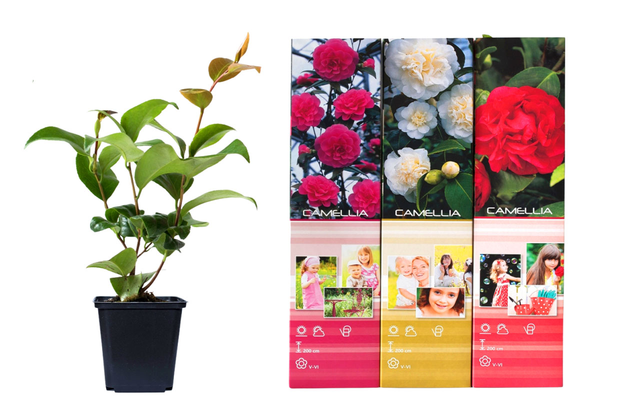 Set van 3 verschillende Camellia bloemplanten 30 - 38 cm