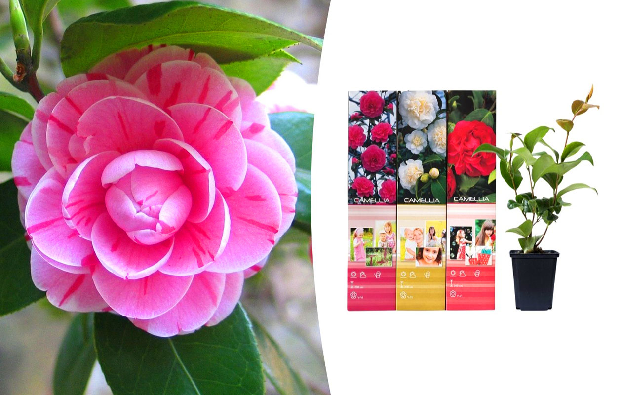 Set van 3 verschillende Camellia bloemplanten 30 - 38 cm